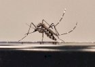 Paraíba registra aumento no número de mortes por dengue em 2025