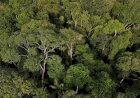 TFFF: entenda em 5 pontos o que é o Fundo Florestas Tropicais para Sempre, proposta liderada pelo Brasil