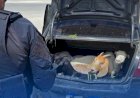 PRF FLAGRA CINCO BODES DENTRO DE PORTA MALAS DE CARRO NA BR-408