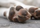 Polícia investiga a morte de mais de 60 cachorros em Teixeira, no Sertão da PB