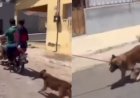 Polícia Civil investiga maus-tratos contra cachorro arrastado por moto na Paraíba