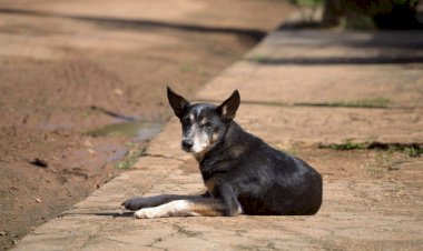Lei cria programa para incentivar adoção de animais resgatados na Paraíba