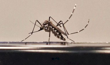 Paraíba registra aumento no número de mortes por dengue em 2025