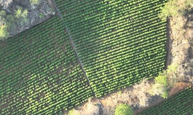 Polícias Federal e Militar encontram mais de 40 mil pés de maconha e desarticulam plantação no interior da Paraíba