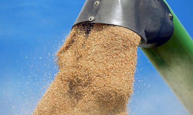 Safra de grãos na Paraíba tem 38? projeção de crescimento em 2025/2026 em comparação com 2024/2025