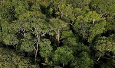 TFFF: entenda em 5 pontos o que é o Fundo Florestas Tropicais para Sempre, proposta liderada pelo Brasil