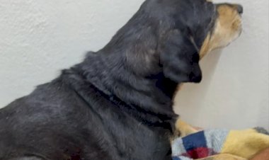 Cachorro comunitário é baleado por policial militar no RS
