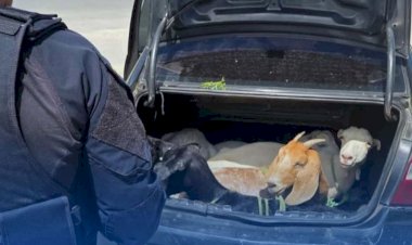 PRF FLAGRA CINCO BODES DENTRO DE PORTA MALAS DE CARRO NA BR-408