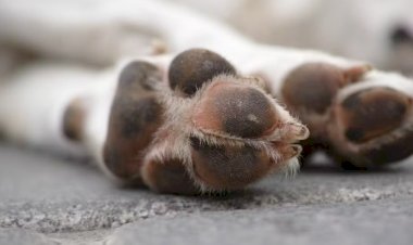 Polícia investiga a morte de mais de 60 cachorros em Teixeira, no Sertão da PB