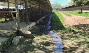 Empresária é presa por crime ambiental em granja de galinhas em São José da Mata, em Campina Grande