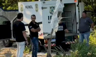 Homem morto na BR-101 por policial militar estava sozinho e foi filmado após ser atingido, diz delegado