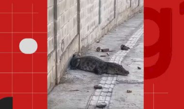 Jacaré é resgatado após circular em ruas de João Pessoa; VÍDEO