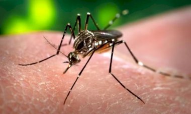 PARAÍBA: Casos de dengue aumentam 16,37?stado registra 14 mortes em 2026