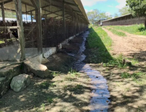 Empresária é presa por crime ambiental em granja de galinhas em São José da Mata, em Campina Grande
