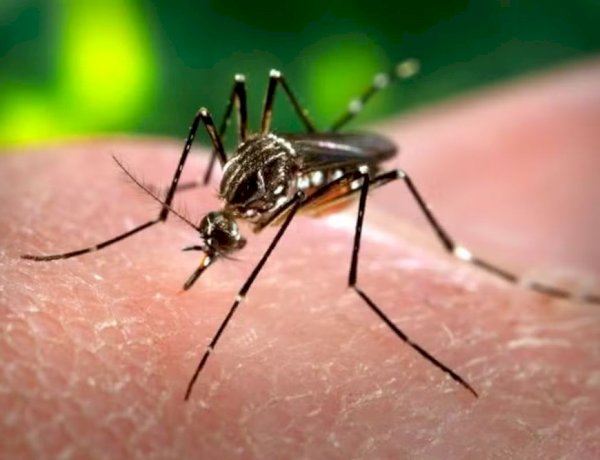 PARAÍBA: Casos de dengue aumentam 16,37?stado registra 14 mortes em 2026