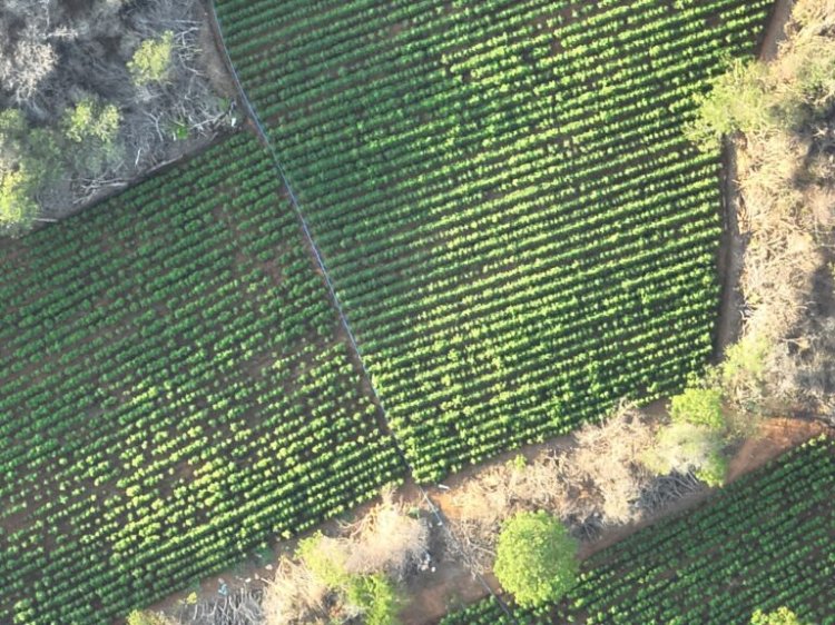 Polícias Federal e Militar encontram mais de 40 mil pés de maconha e desarticulam plantação no interior da Paraíba