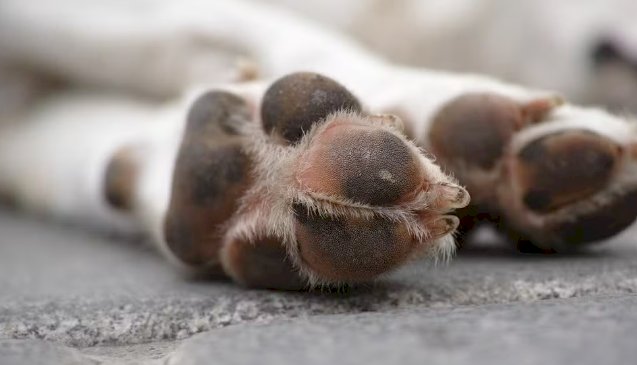 Polícia investiga a morte de mais de 60 cachorros em Teixeira, no Sertão da PB