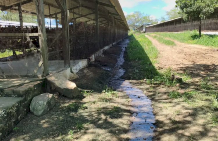 Empresária é presa por crime ambiental em granja de galinhas em São José da Mata, em Campina Grande