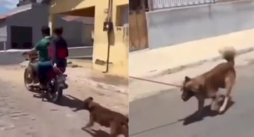 Polícia Civil investiga maus-tratos contra cachorro arrastado por moto na Paraíba