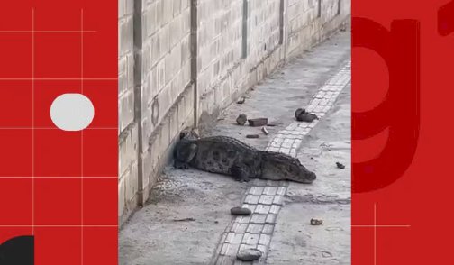Jacaré é resgatado após circular em ruas de João Pessoa; VÍDEO